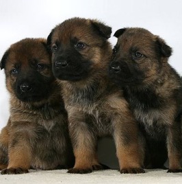 Puppies_s